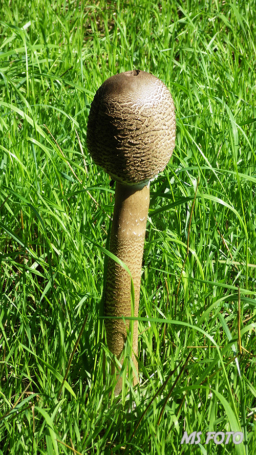 RIMG0282