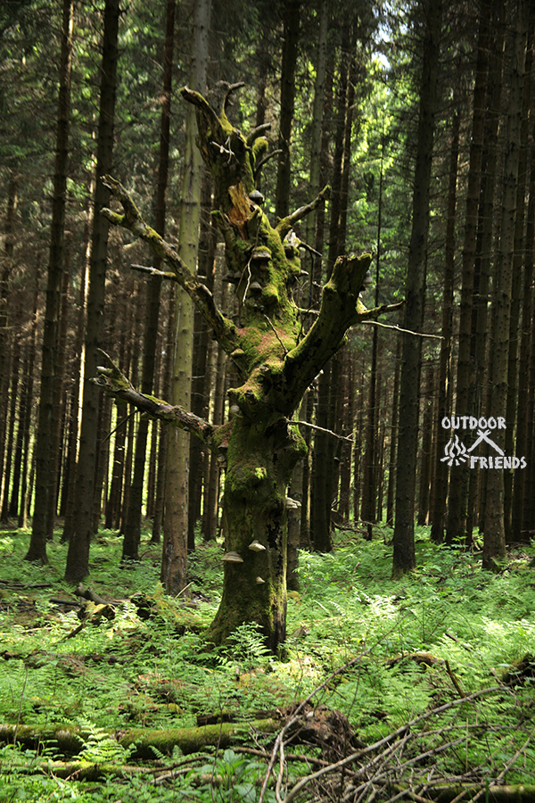 IMG_9812